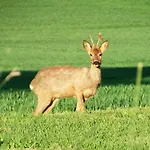 Domaine Des Cadets De Gascogne * Pauilhac