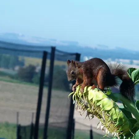 Domaine Des Cadets De Gascogne
