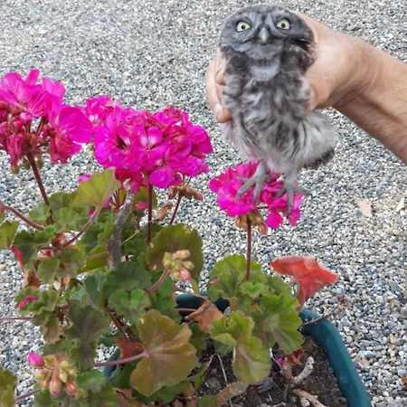 Domaine Des Cadets De Gascogne Pauilhac