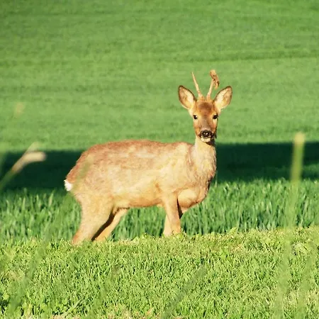 Domaine Des Cadets De Gascogne * Pauilhac