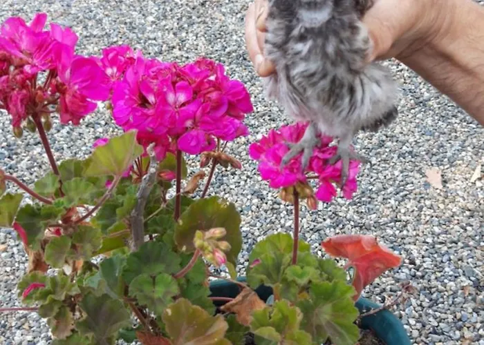 Domaine Des Cadets De Gascogne Pauilhac